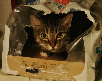 פאזל של Cat in a Box