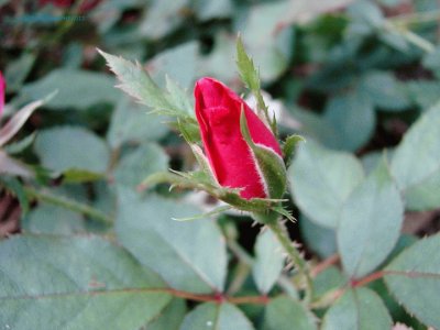 פאזל של A Rose Bud