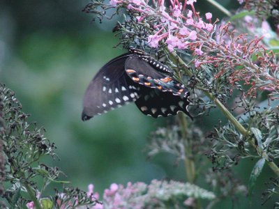 פאזל של Black Swallowtail