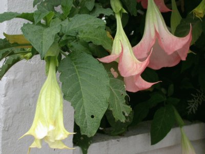 Datura sanguinea