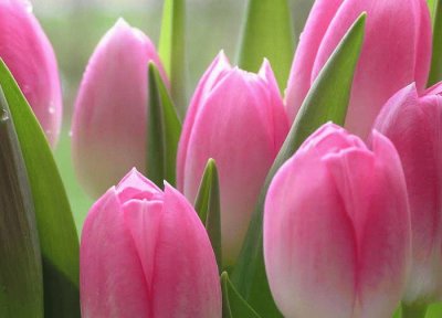 Pink Tulips