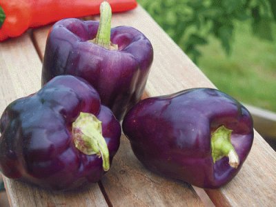 Purple Star Peppers