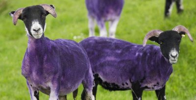 Purple Sheep