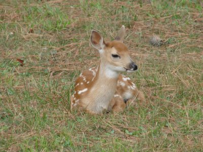 A Fawn