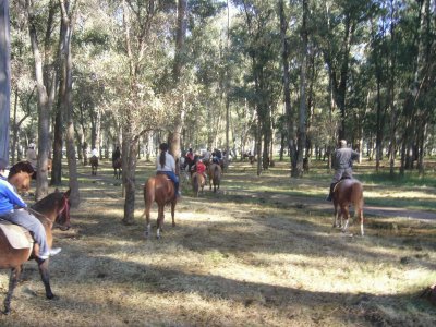 cabalgata por el bosque