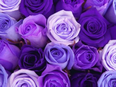 Shades of Purple Roses