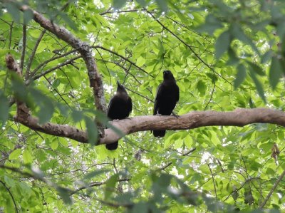 Pair of Crows