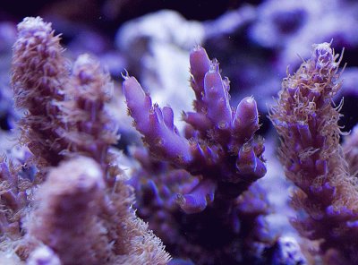 Tyree Purple Monster Coral