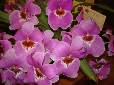 Orchid bunch