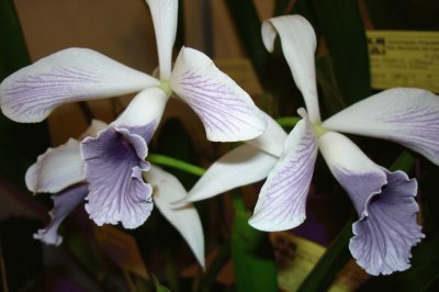 OrquÃ­dea roxa pÃ¡lida