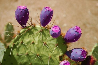 Prickly Purple Pear