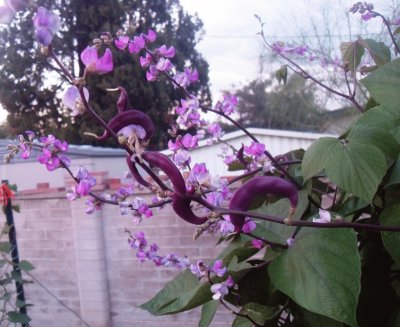 Hyacinth Bean Pod