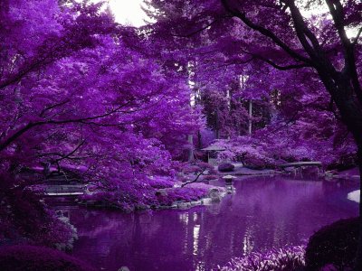 Zen Pond in Japanese Garden