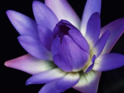 Purple Lotus