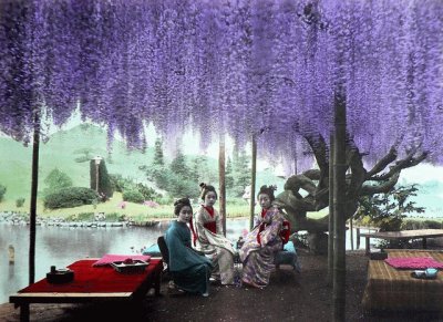 Hanging Wisteria Over Geshia Girls