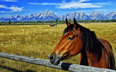 CABALLO