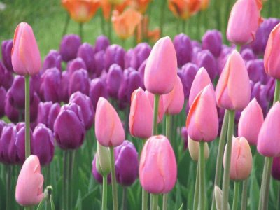 Pink and Purple Tulips