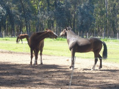 caballos desafiantes