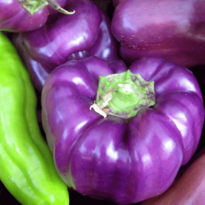 Purple Peppers