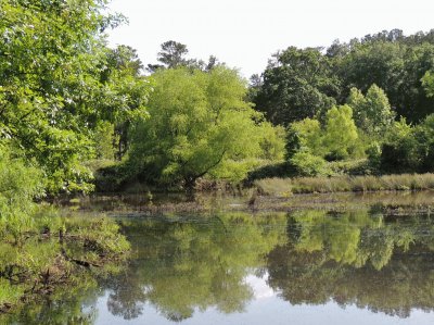 Weeping Willow Reflection