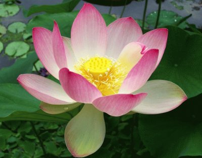 lotus