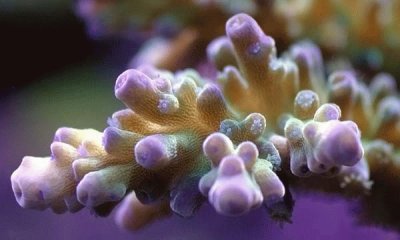 Fish Tank Coral