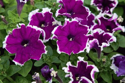 Velvet Petunias