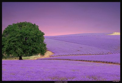 Lavender Farm-Art