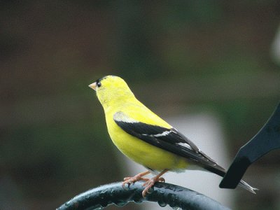 Goldfinch