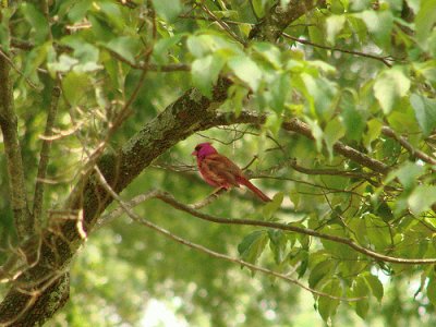 Cardinal