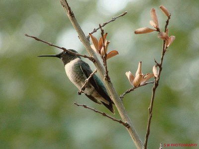 Hummingbird