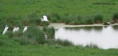 Group of Egrets