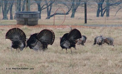 Turkey Fanfare