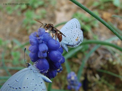 Butterflies and Wasp