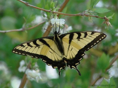 Tiger Swallowtail Upsidedown