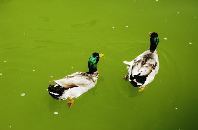 dos patos