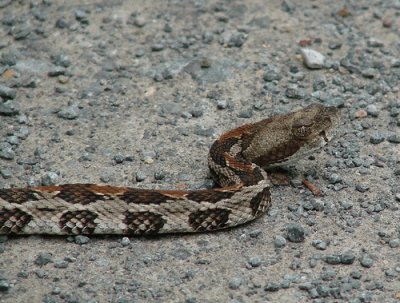 Timber Rattlesnake