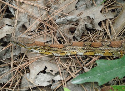 Corn Snake