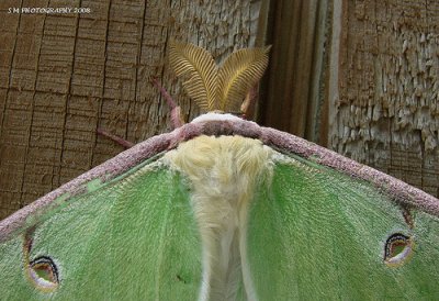 Moth Closeup