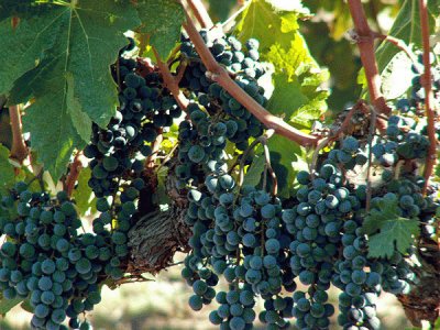 Grapes on the Vine-Castello di Amorsa Winery