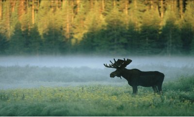 Yellowstone Moose