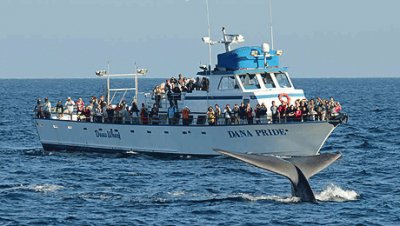 Whale Watching-Dana Point