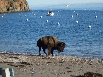 Baby Buffalo-Catalina Island