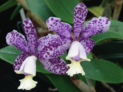 Purple Tiger Orchid