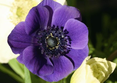 Deep Purple Anemone