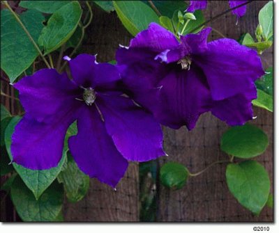 Royal Purple Clematis