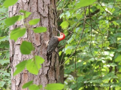 Red Breasted Woodpecker