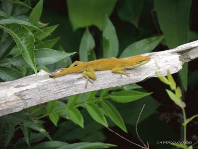 Stubby Tail