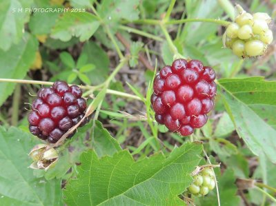 Blackberries