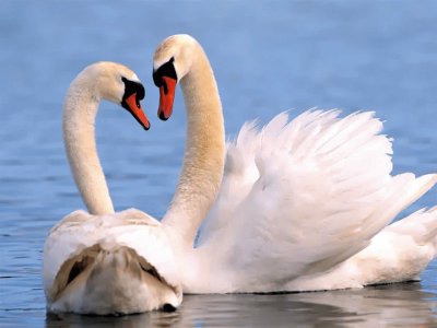 cisnes